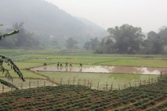 03-Planting rice